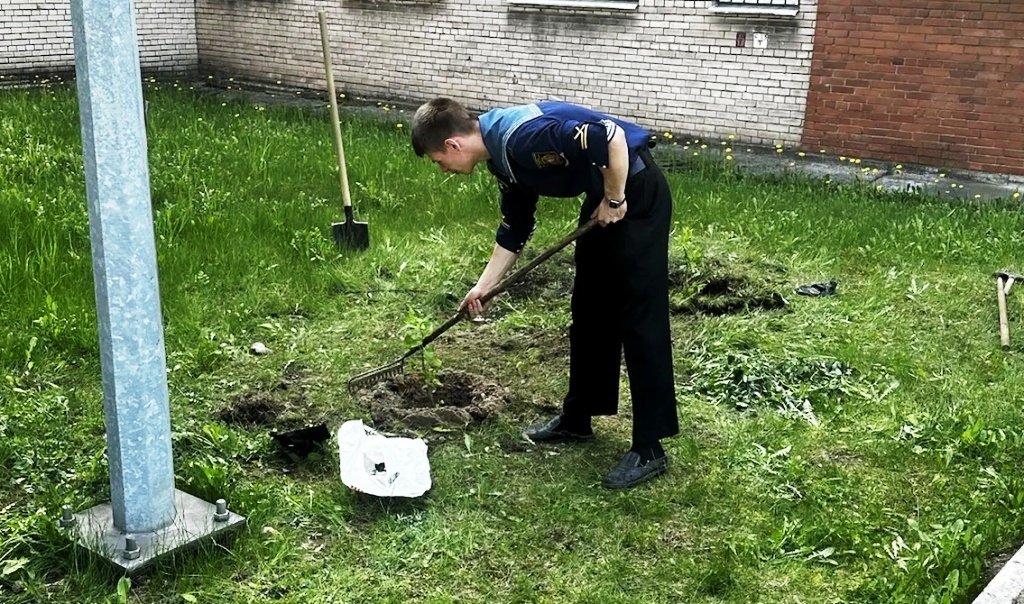 Сирень победы