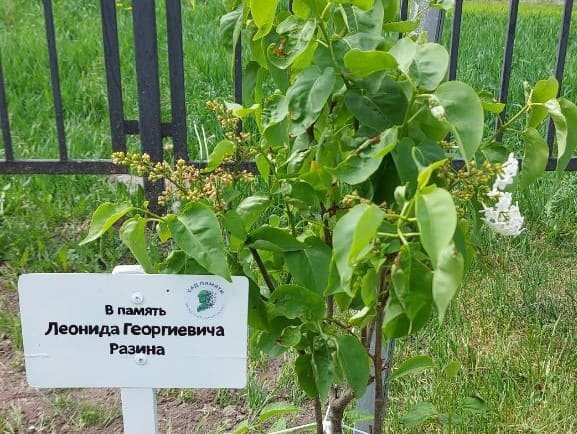 Сад памяти
