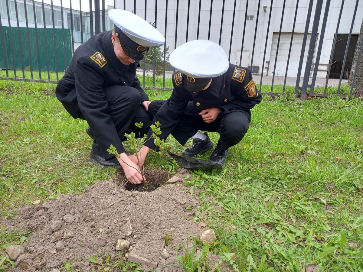Сирень Победы Сирень Победы